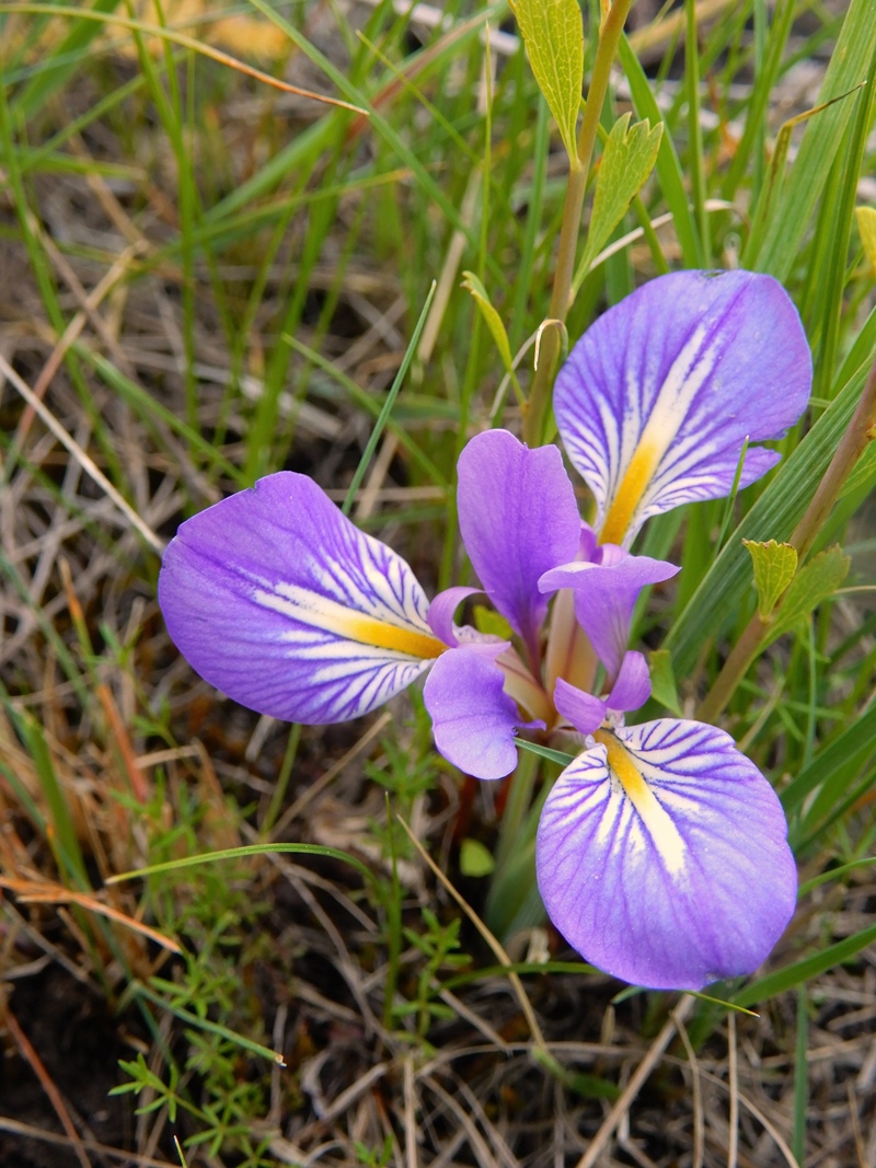 Image of Iris ludwigii specimen.