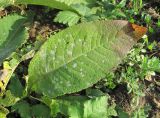 Inula helenium