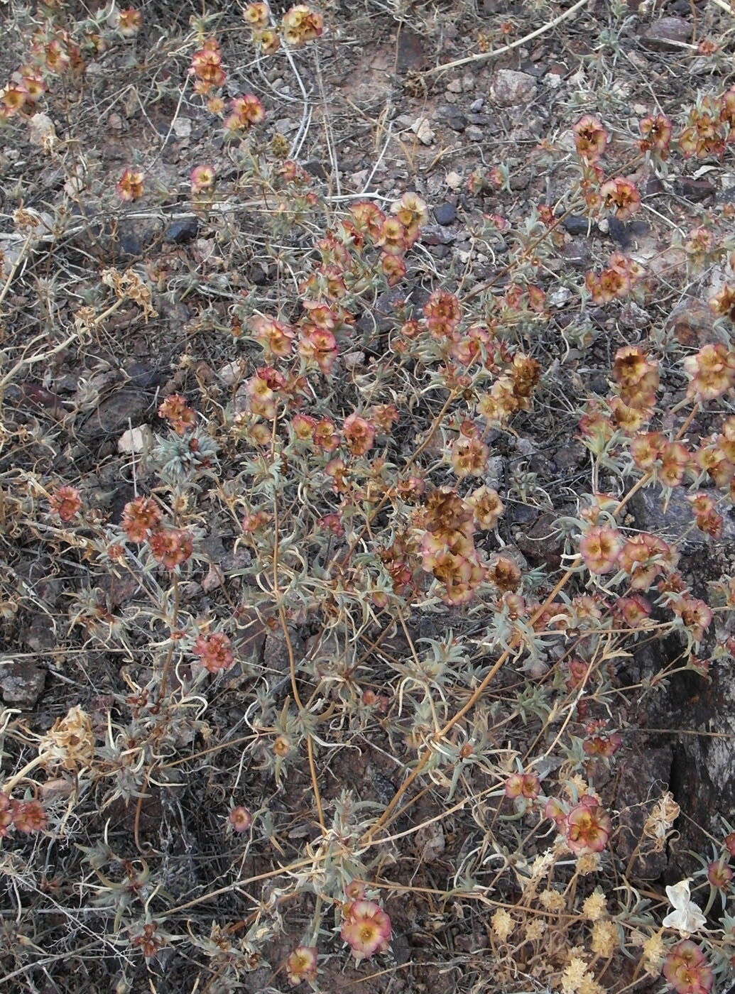 Image of Pyankovia brachiata specimen.