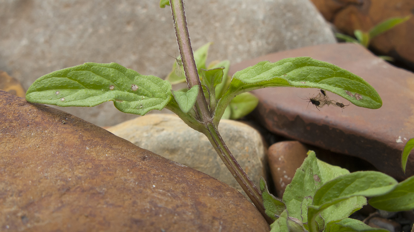 Image of Prunella vulgaris specimen.