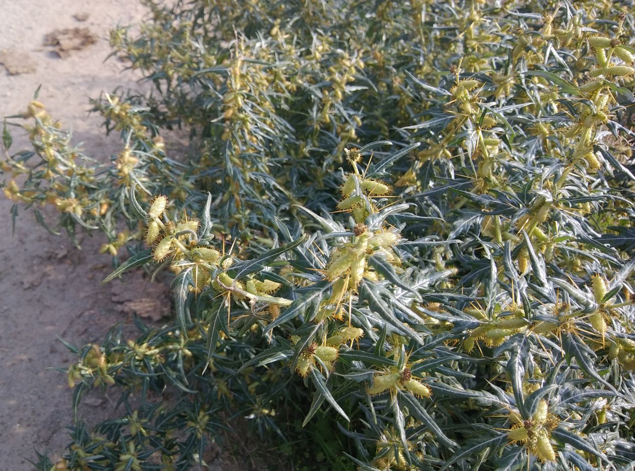 Image of Xanthium spinosum specimen.