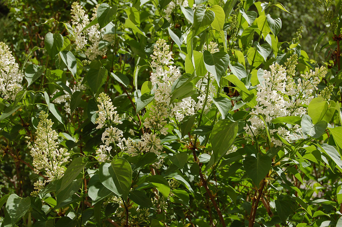 Image of Syringa vulgaris specimen.