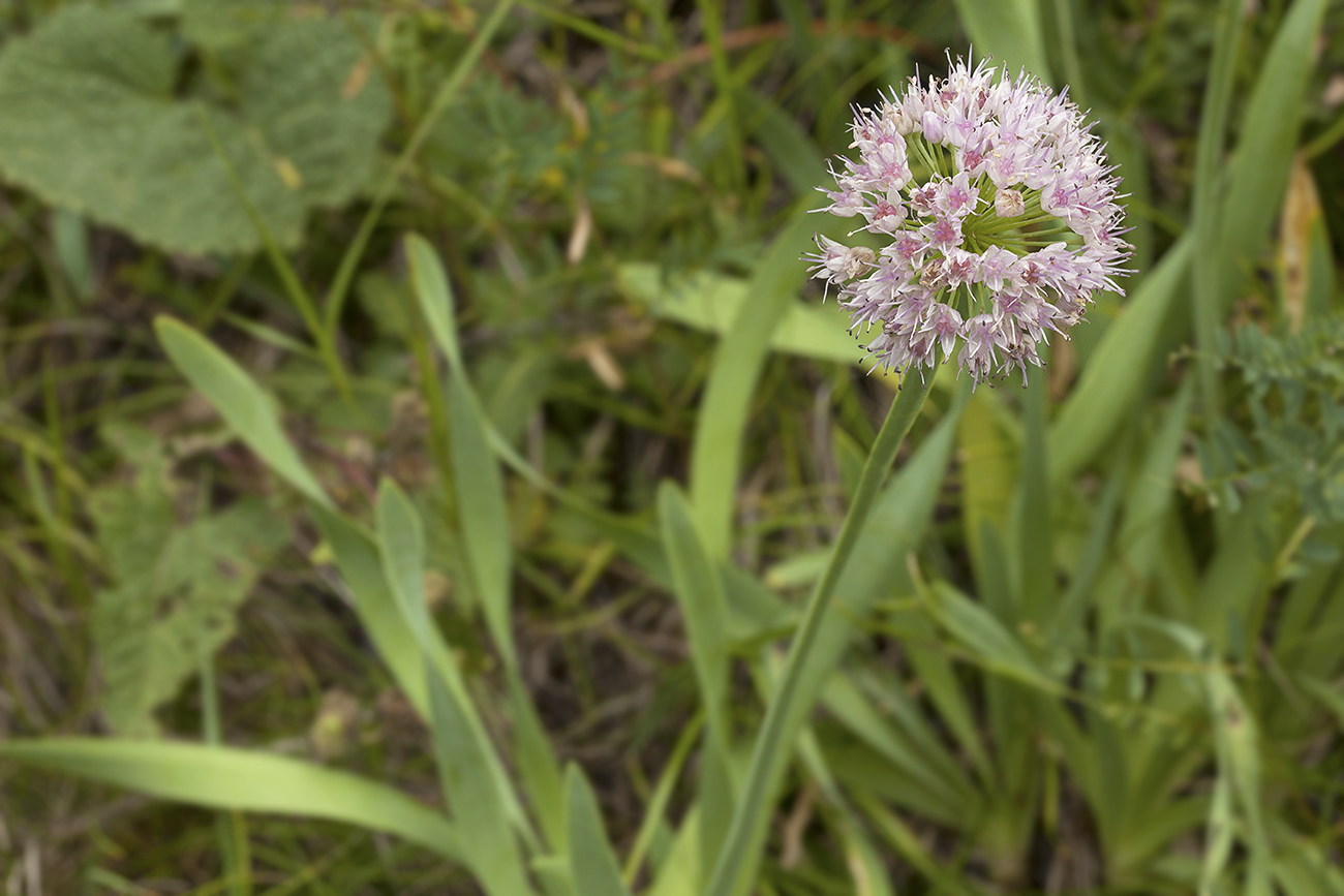 Image of Allium nutans specimen.