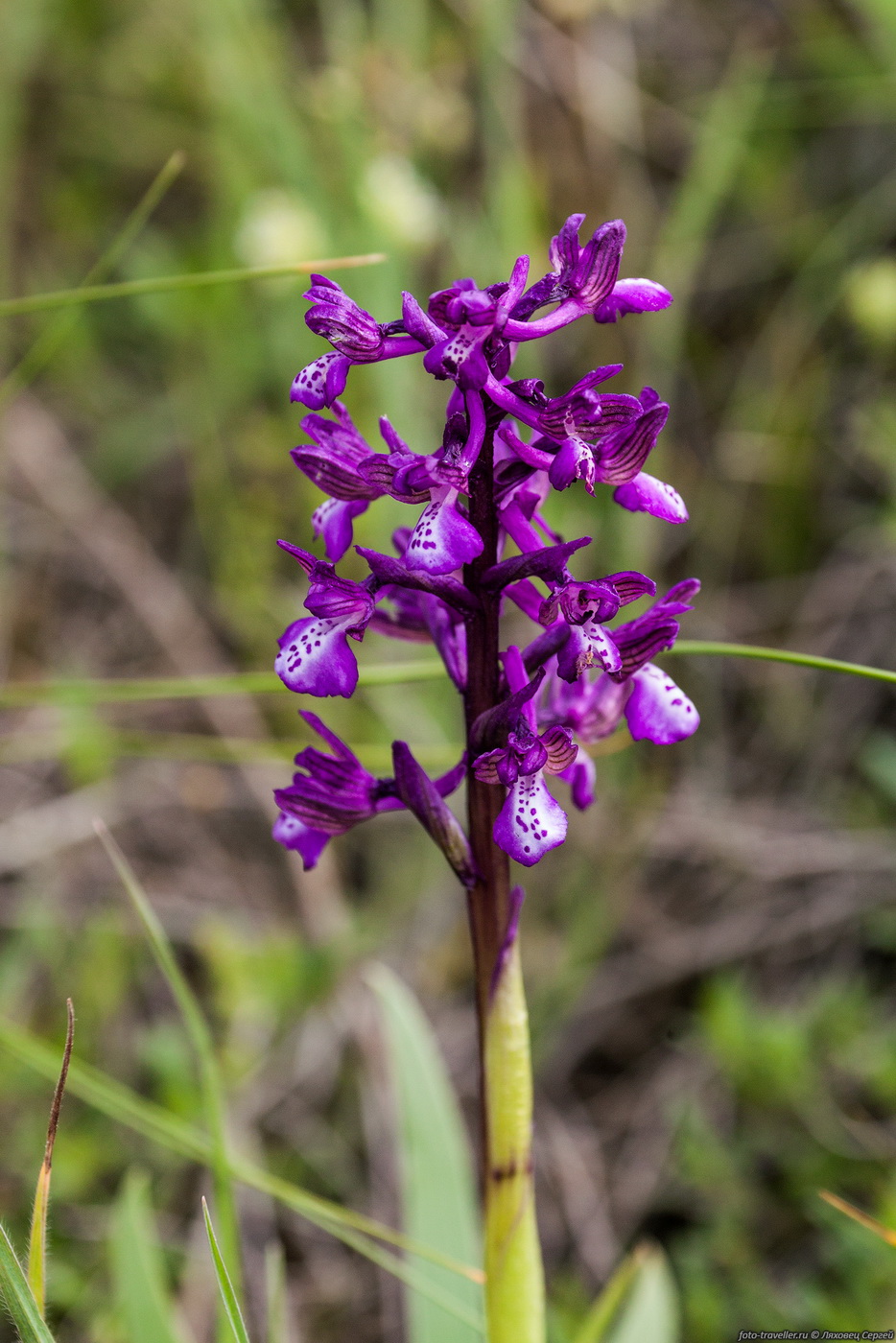 Изображение особи Anacamptis morio ssp. caucasica.