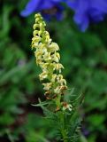 Pedicularis incarnata. Верхушка побега с соцветием. Красноярский край, Ермаковский р-н, природный парк \"Ергаки\", гора Птица, ≈ 2000 м н.у.м., субальпийский луг. 16.07.2018.