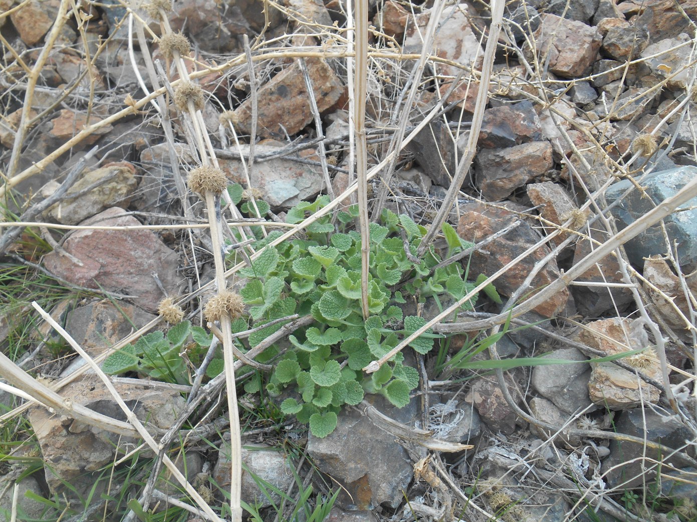 Image of genus Marrubium specimen.