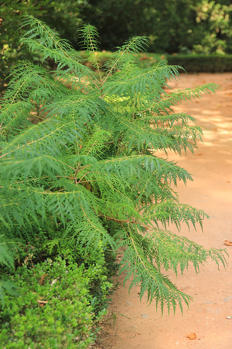 Image of Rhus typhina f. laciniata specimen.