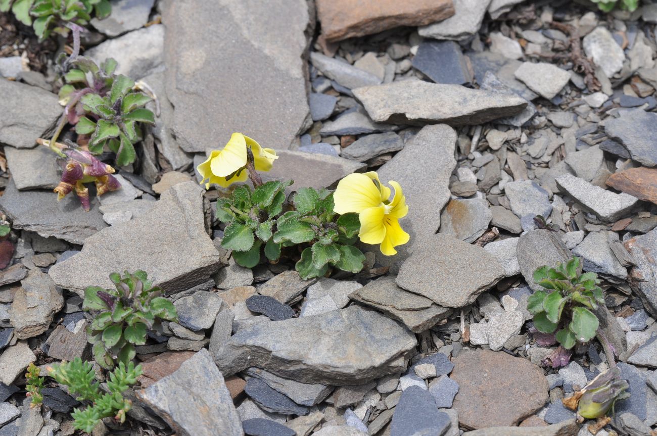 Image of Viola minuta specimen.