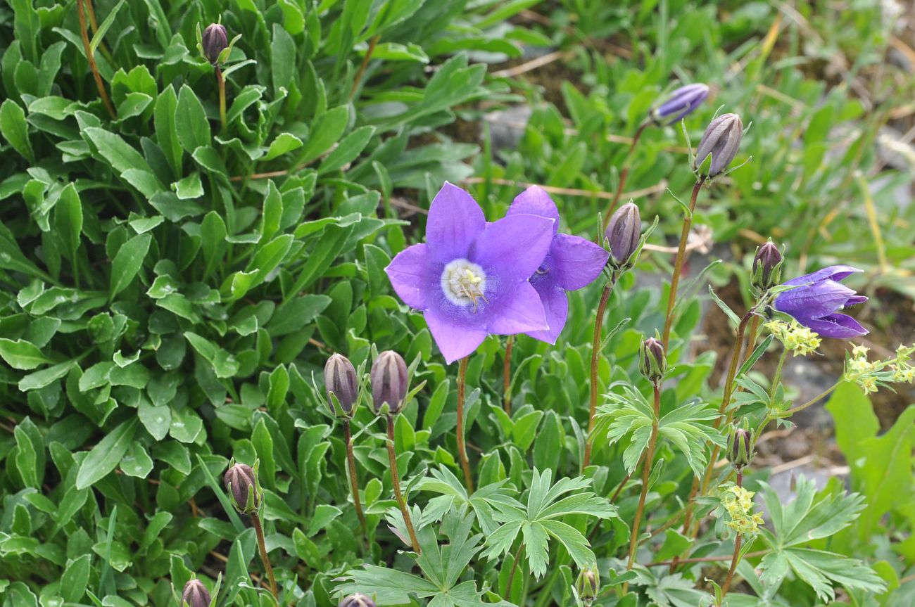 Изображение особи род Campanula.