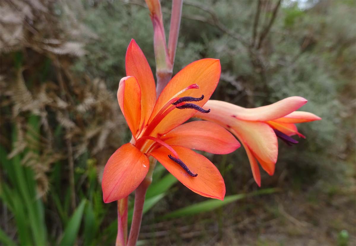 Изображение особи Watsonia tabularis.