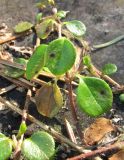 Linnaea borealis