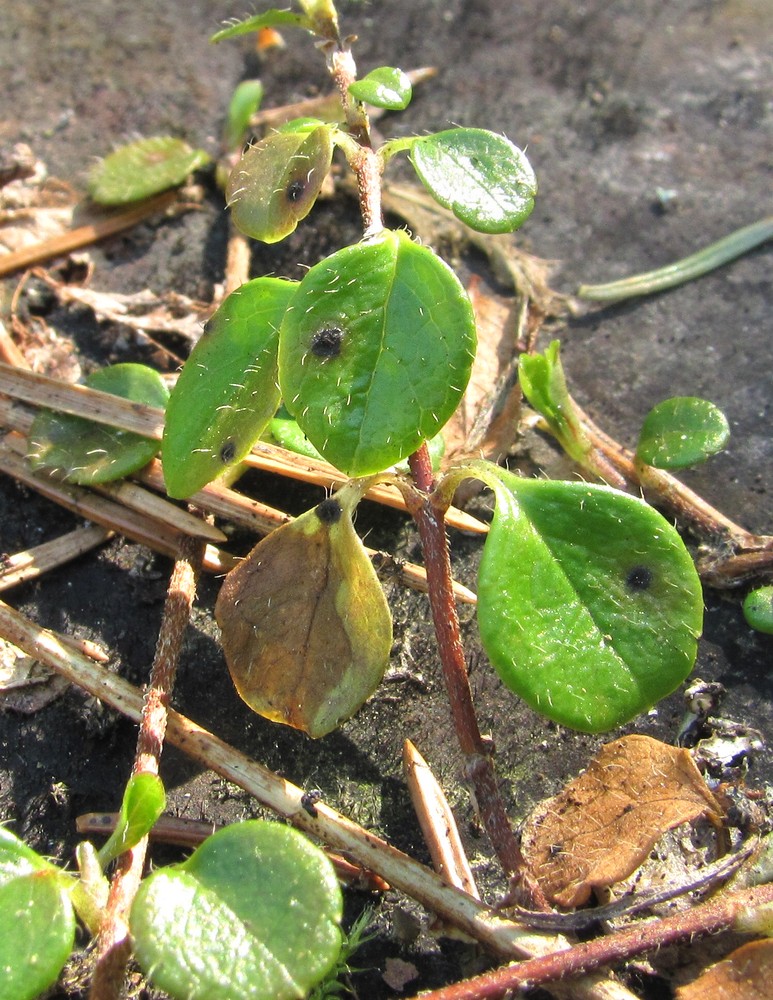 Image of Linnaea borealis specimen.