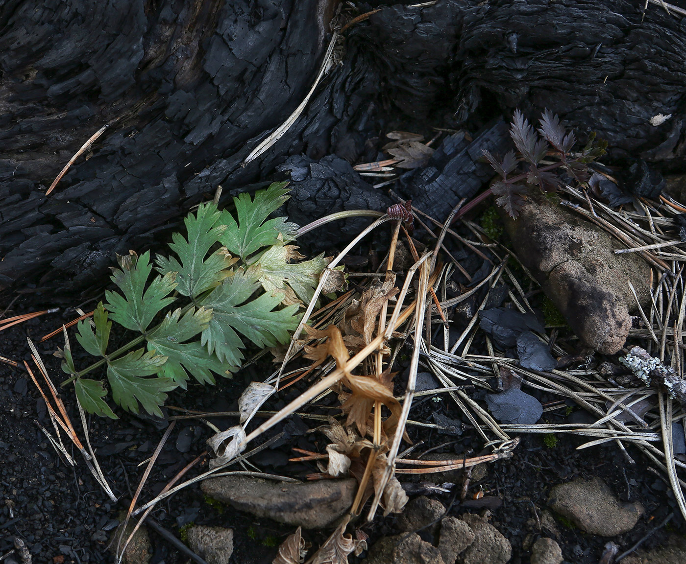 Image of Seseli libanotis specimen.