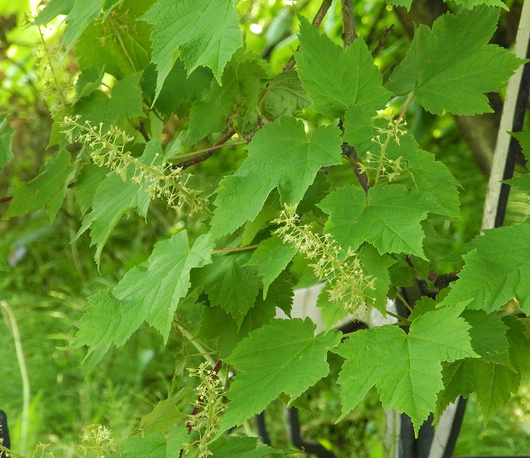 Image of Acer ukurunduense specimen.
