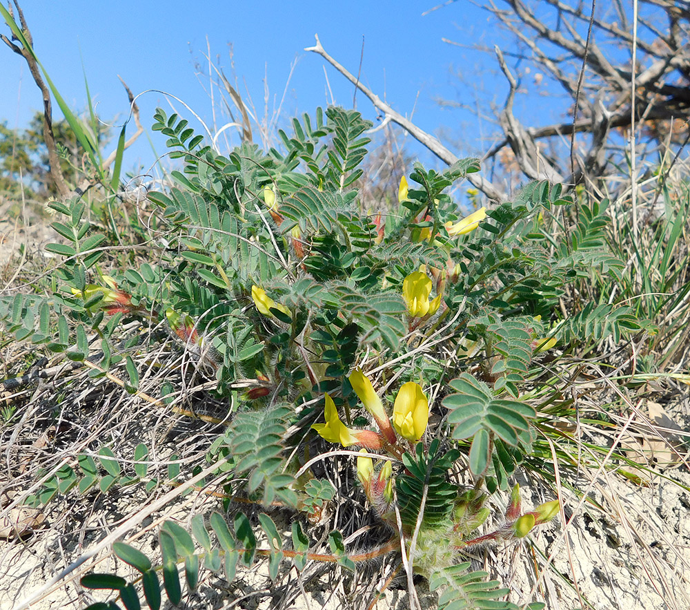 Изображение особи Astragalus utriger.