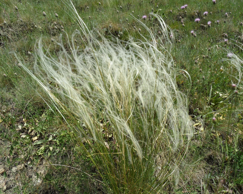 Изображение особи род Stipa.