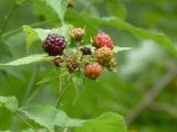 Rubus occidentalis. Верхушка плодоносящего побега. Чувашия, окр. г. Шумерля, урочище \"Берёзовая роща\". 22.07.2018.