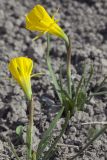 Narcissus bulbocodium. Цветущие растения. Костромская обл., Судиславский р-н, дер. Антипино, в культуре. 09.05.2019.