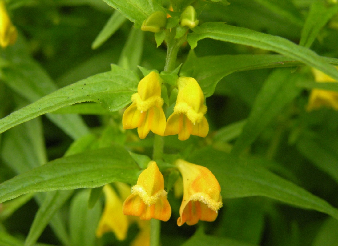 Image of Melampyrum herbichii specimen.