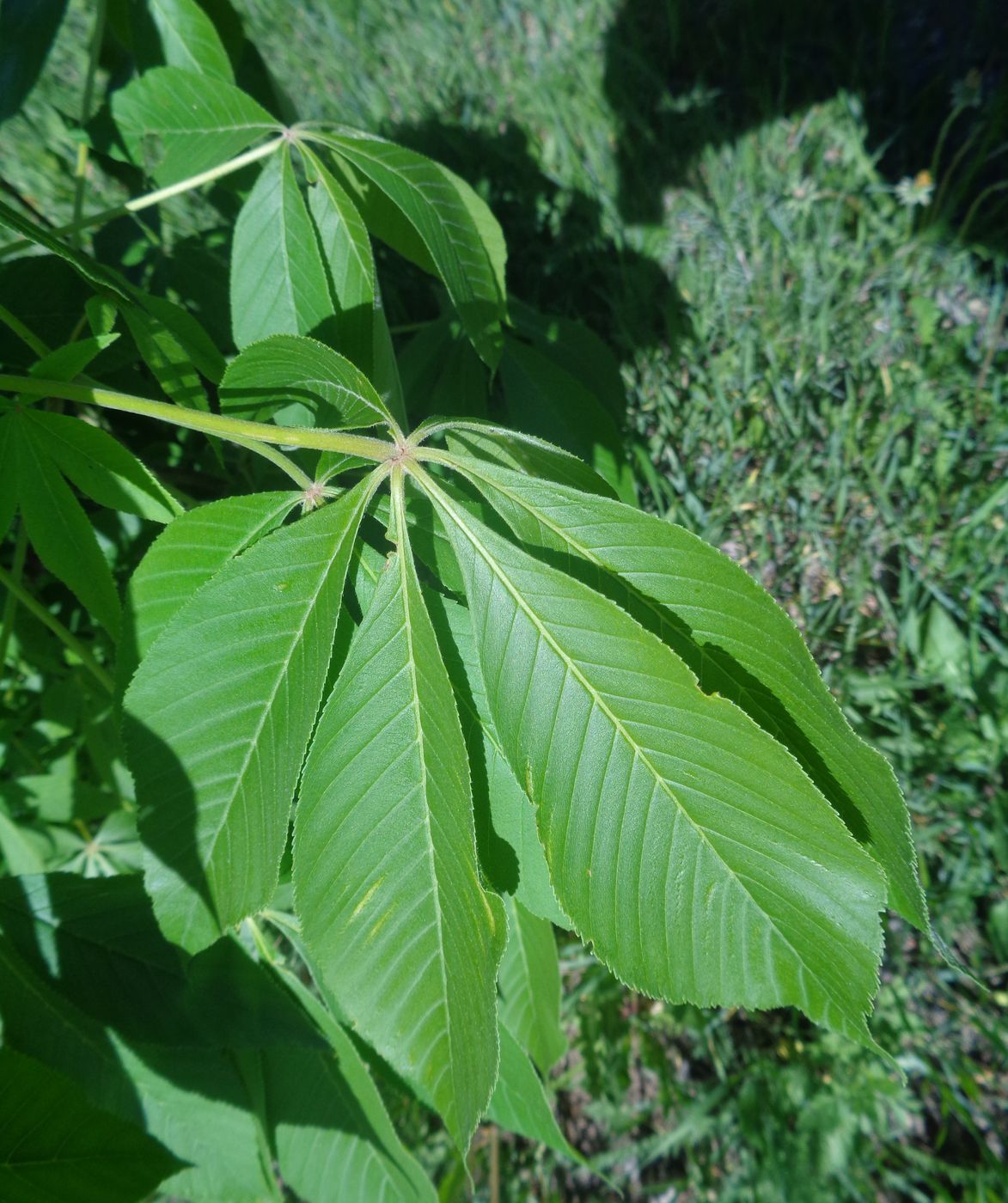 Изображение особи Aesculus glabra.