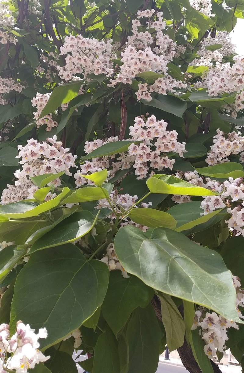 Изображение особи Catalpa bignonioides.