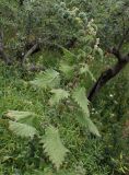 Urtica pilulifera. Цветущее и плодоносящее растение. Греция, Эгейское море, о. Парос, пос. Дриос, возле забора в оливковом саду. 25.04.2019.