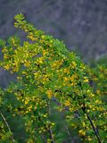 Caragana arborescens. Ветви цветущего кустарника. Алтай, Онгудайский р-н, перевал Чике-Таман, ≈ 1300 м н.у.м., каменистый склон. 10.06.2019.