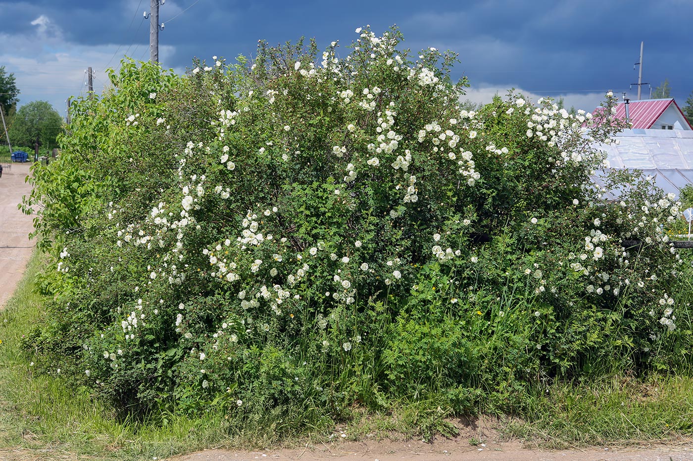 Image of Rosa spinosissima specimen.