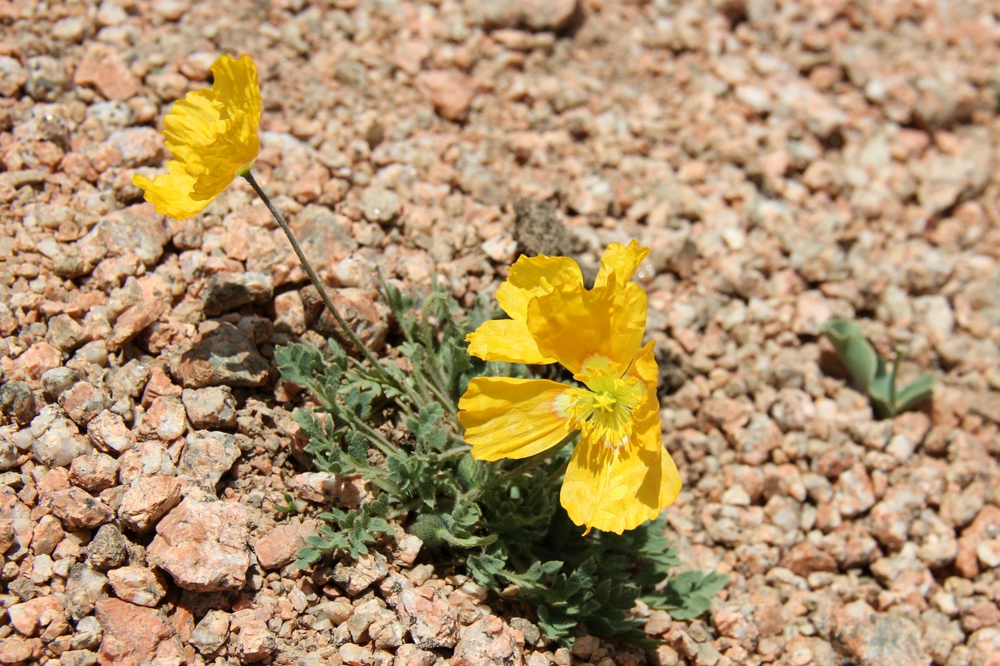 Image of Papaver croceum specimen.