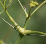 Bilacunaria boissieri. Часть стебля с основаниями соцветий. Израиль, Шарон, г. Герцлия, ок. 500 м севернее пос. Ноф Ям, старые приморские дюны. 28.04.2019.