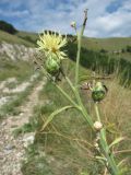 Centaurea salonitana. Верхушка доцветающего растения. Краснодарский край, окр. г. Новороссийск, окр. пер. Андреевский, у тропы. 07.08.2019.