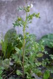 Senecio vulgaris