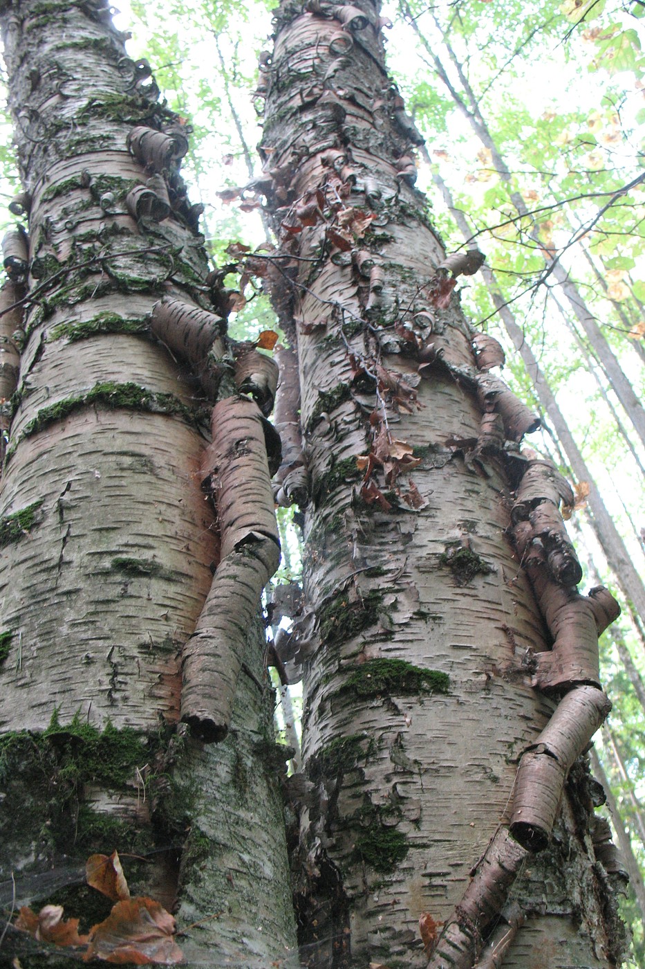 Image of genus Betula specimen.