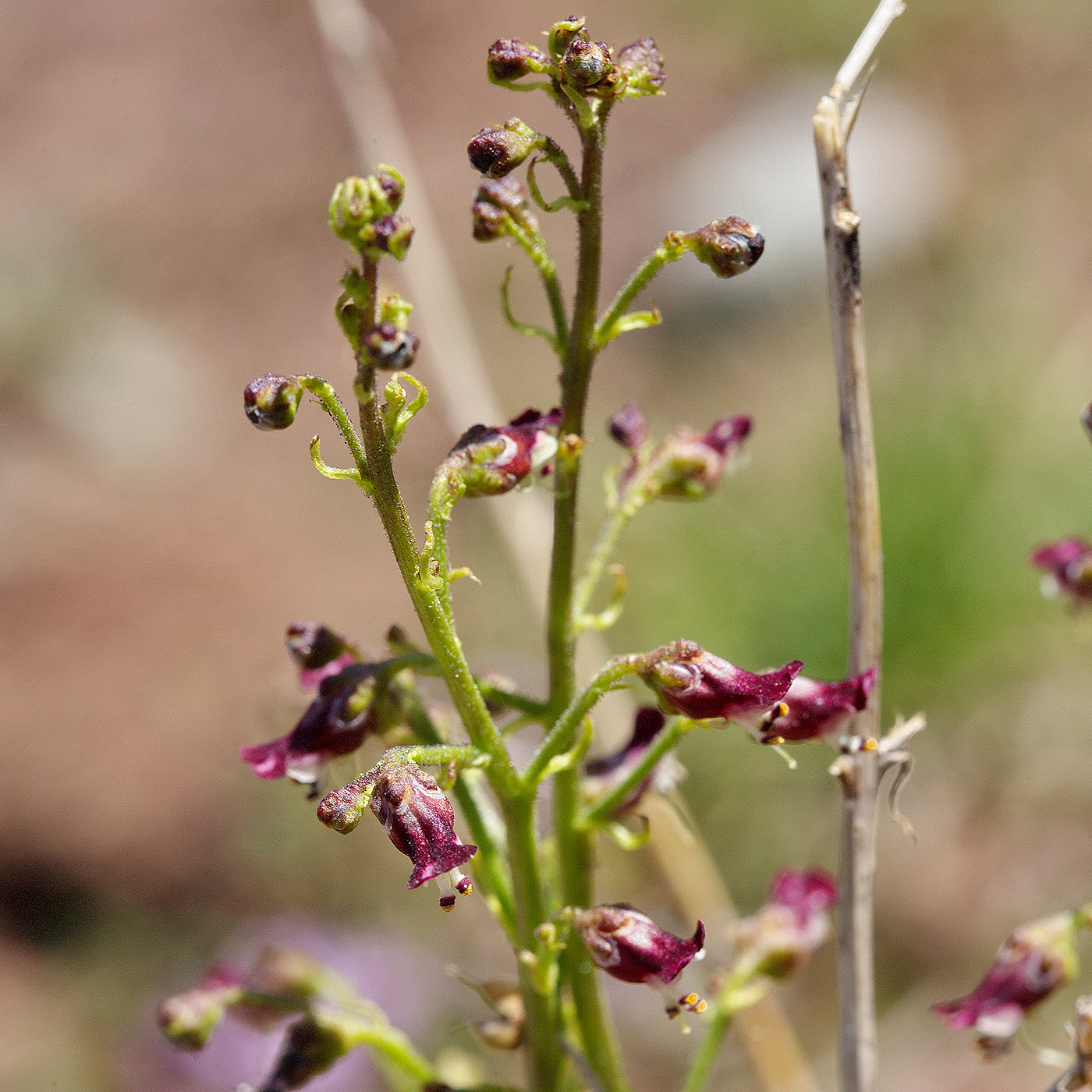 Изображение особи Scrophularia kiriloviana.