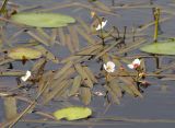 Sagittaria natans