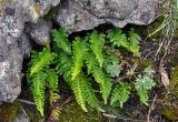 Polypodium vulgare