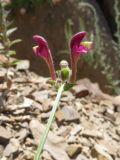 Scutellaria intermedia