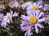 Aster alpinus