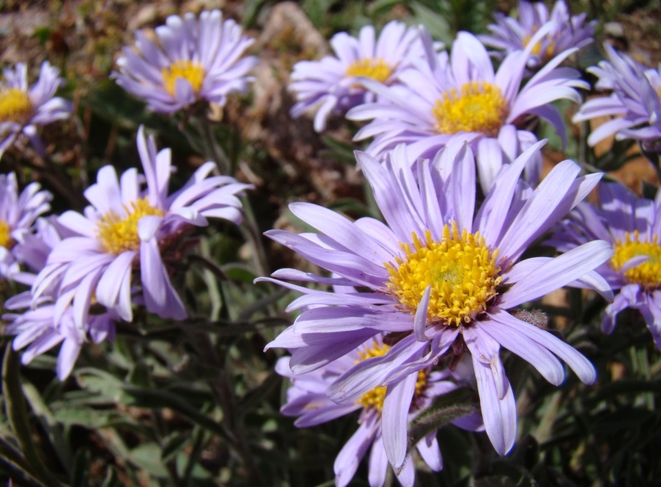 Image of Aster alpinus specimen.
