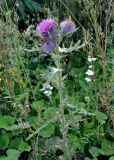 Cirsium ligulare