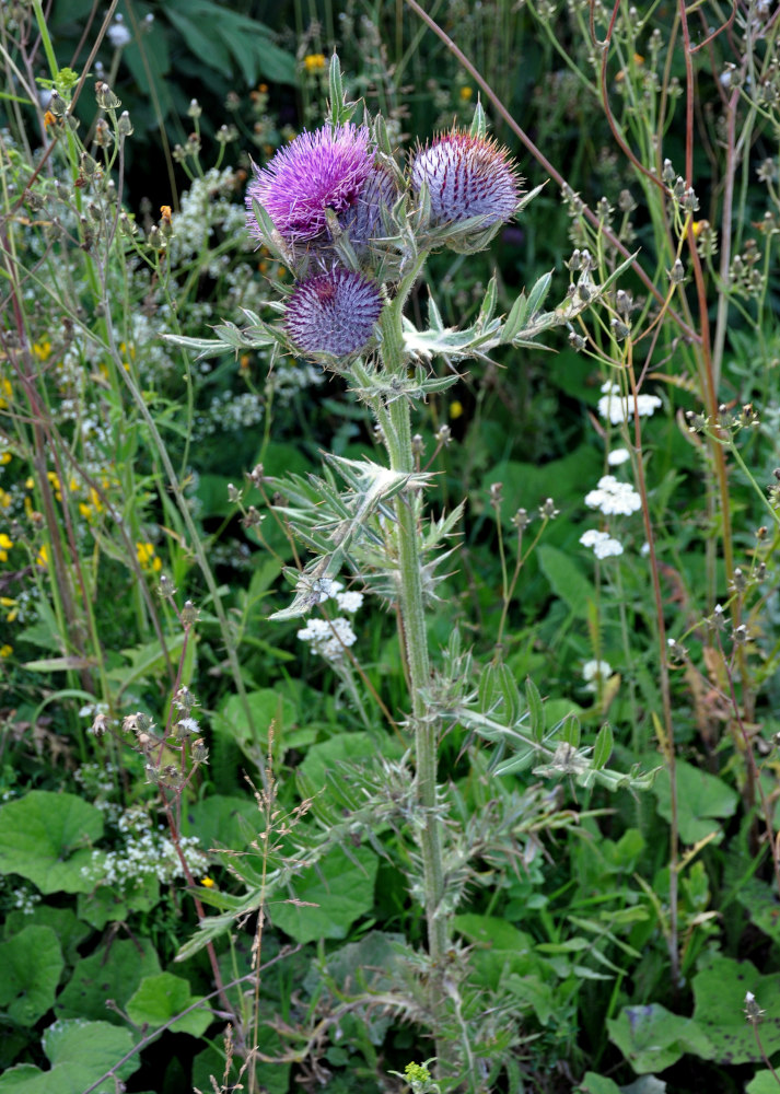 Изображение особи Cirsium ligulare.