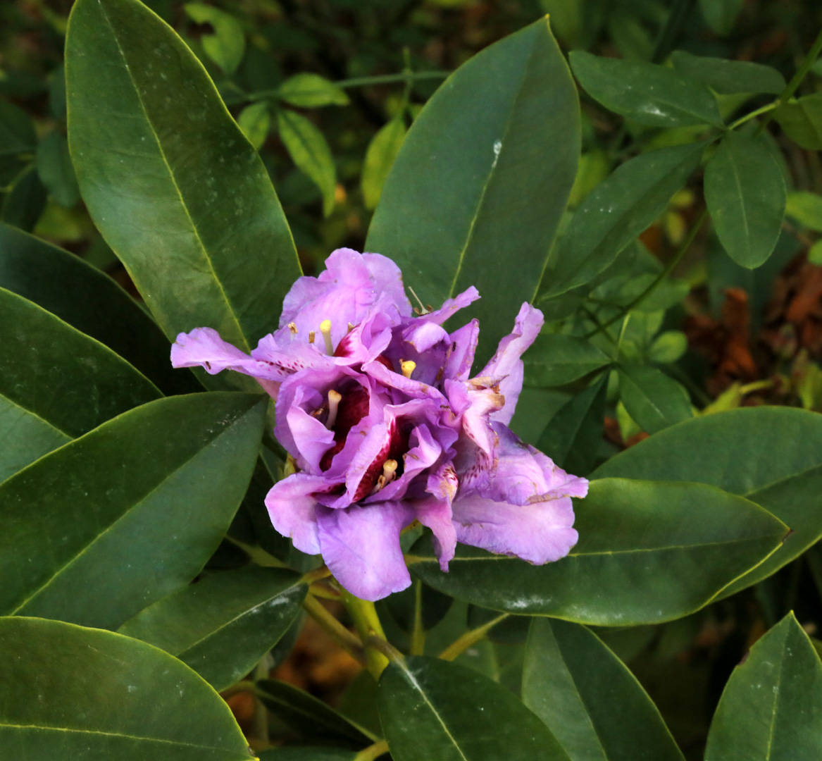 Изображение особи род Rhododendron.