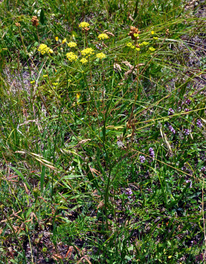 Image of familia Apiaceae specimen.