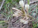 Astragalus acormosus