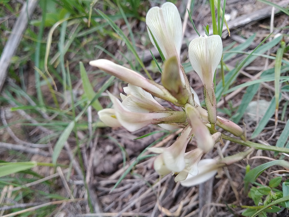 Изображение особи Astragalus acormosus.