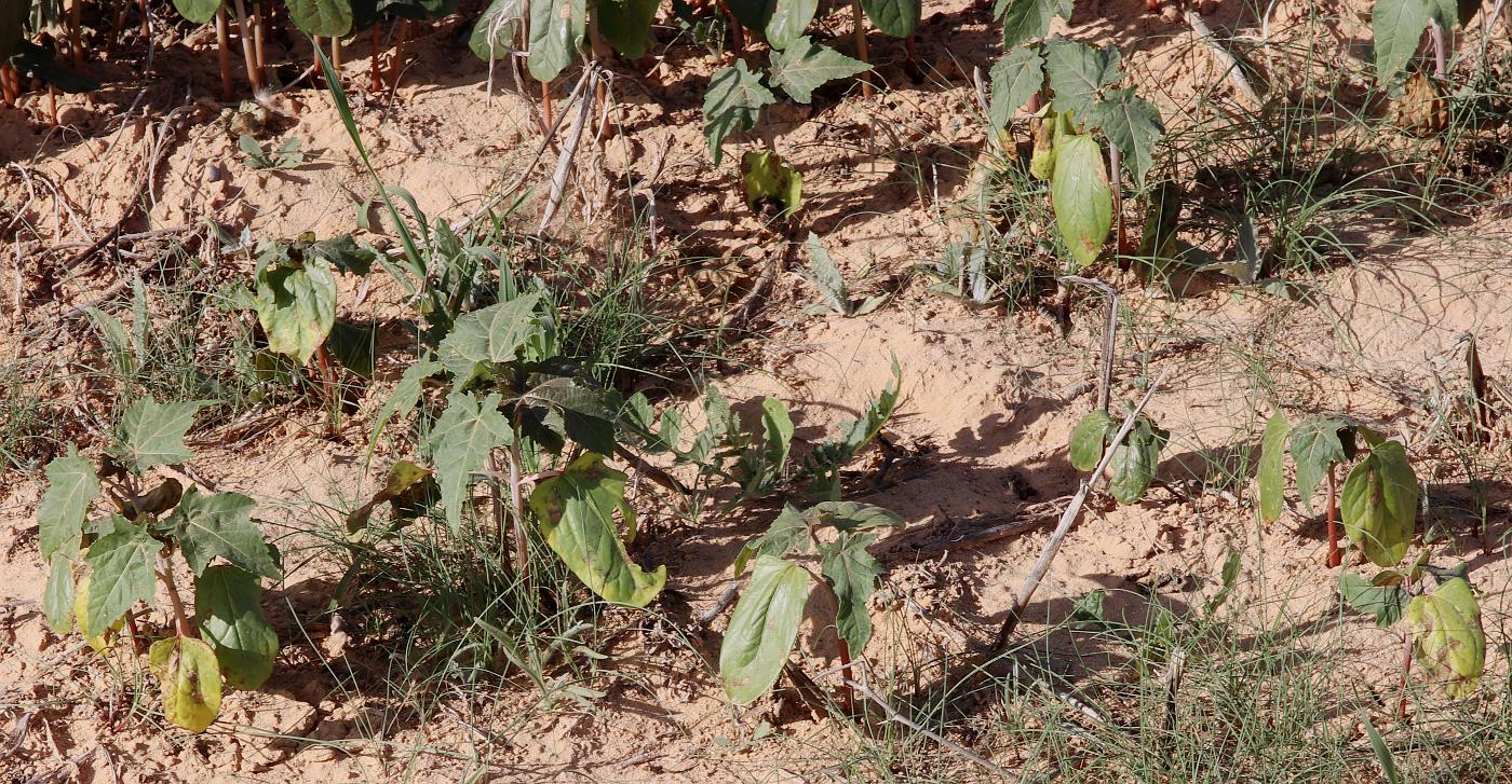 Изображение особи Ricinus communis.