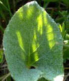 Petasites spurius