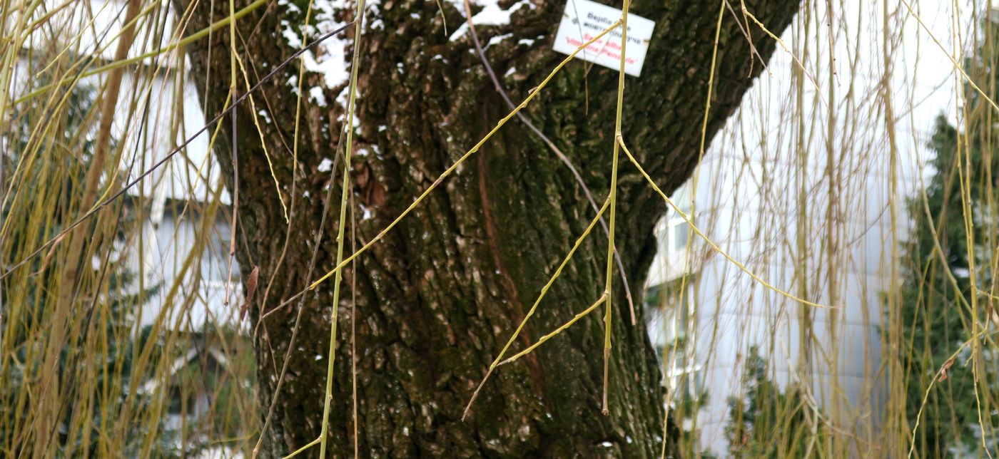 Image of Salix alba specimen.