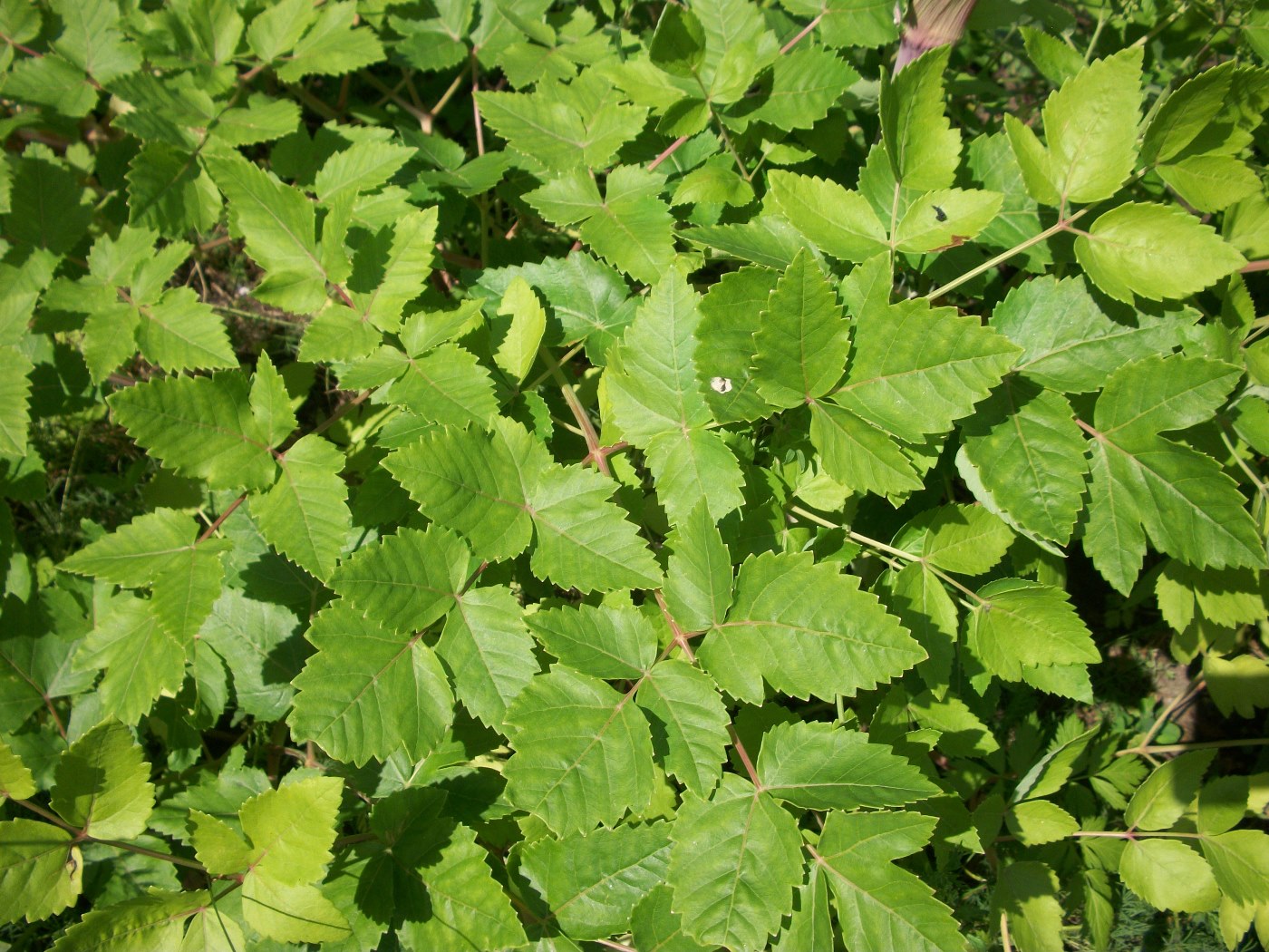 Изображение особи Tommasinia altissima.