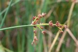 genus Schoenoplectus